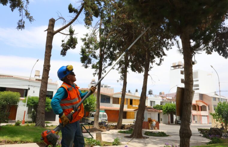 En Bustamante y Rivero continúa mantenimiento de áreas verdes