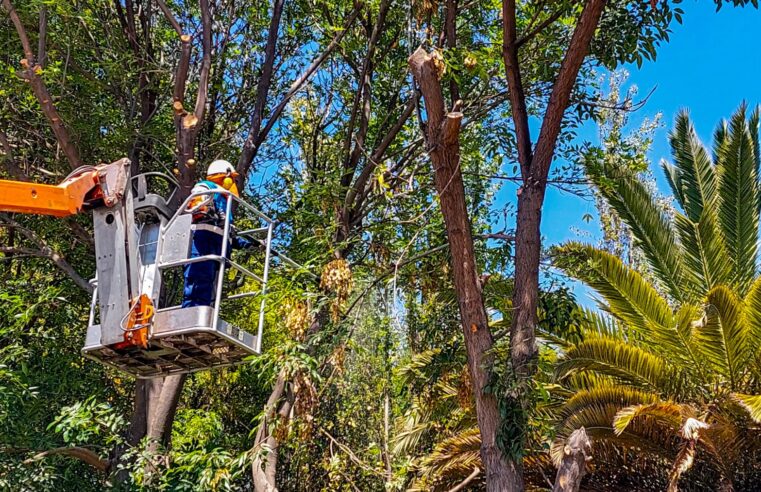 MPA intensifica poda de árboles en parques de la ciudad