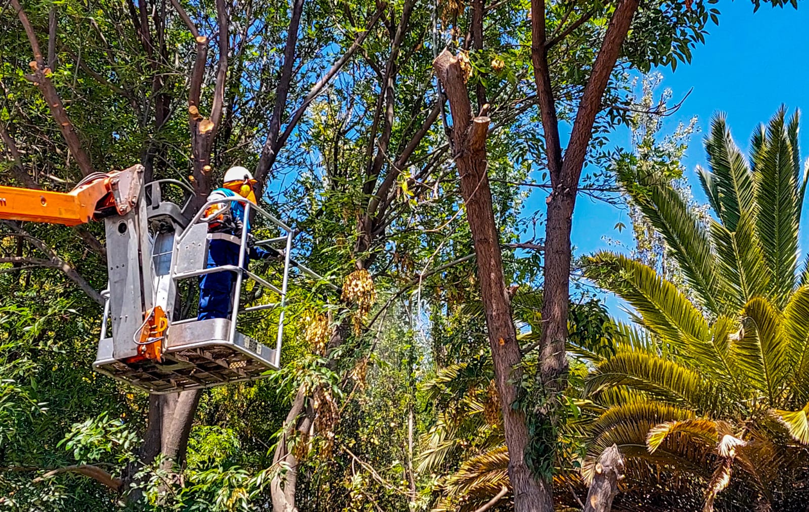 MPA intensifica poda de árboles en parques de la ciudad