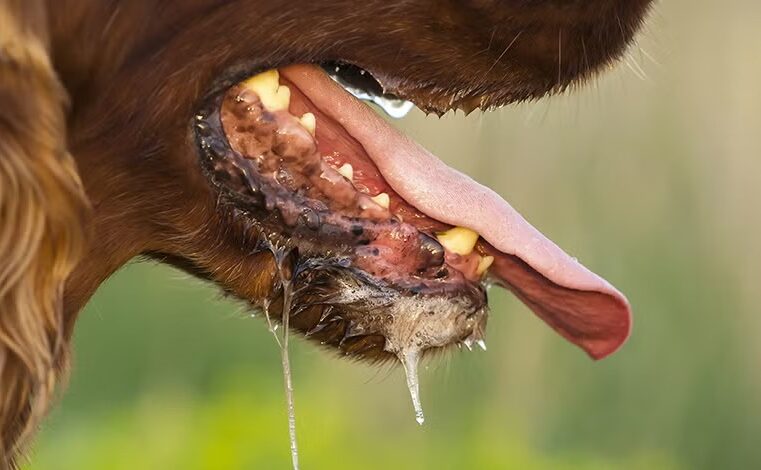 Se detecta en primer caso de rabia del año en un perro comprado en el Avelino