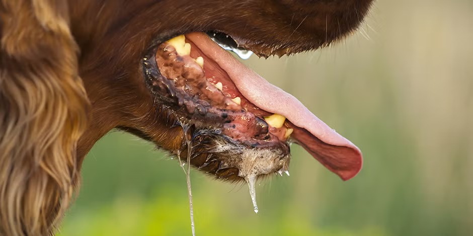 Se detecta en primer caso de rabia del año en un perro comprado en el Avelino