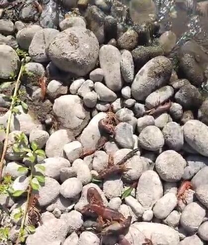 Sedapar deslinda responsabilidades por mortandad de camarones en Camaná pese a evidencias