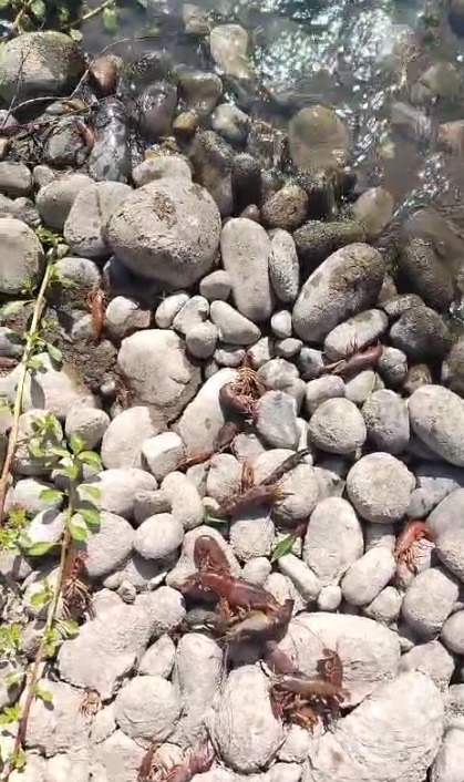 Sedapar deslinda responsabilidades por mortandad de camarones en Camaná pese a evidencias