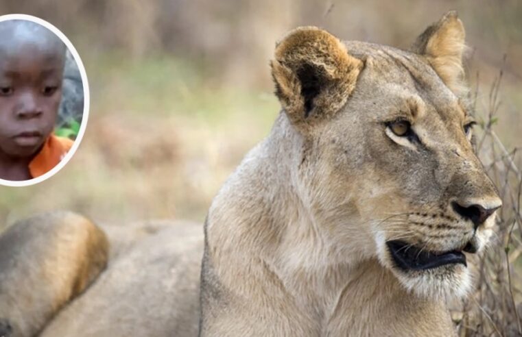 Un niño sobrevive durante cinco días entre leones