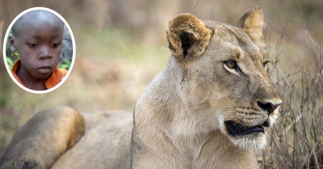 Un niño sobrevive durante cinco días entre leones