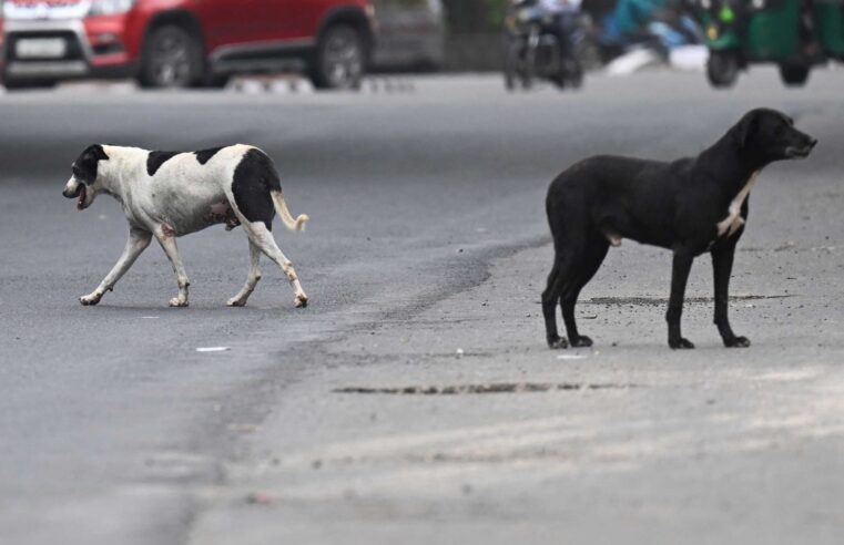 Salud confirma primer caso de rabia canina del 2025