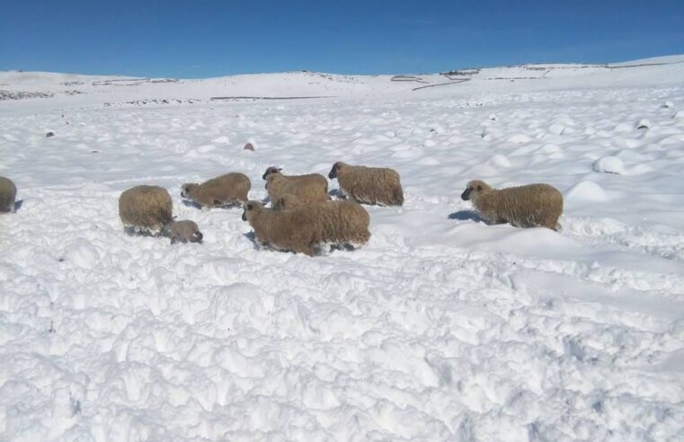 Nevadas provocan cuantiosos daños en cultivos y ganadería de Chucuito