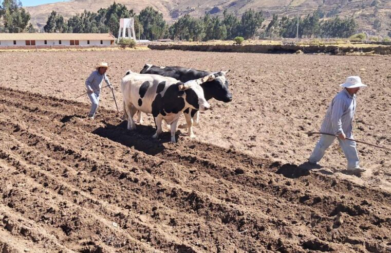 Agricultura y ganadería de Yanque en riesgo ante posible inicio de heladas