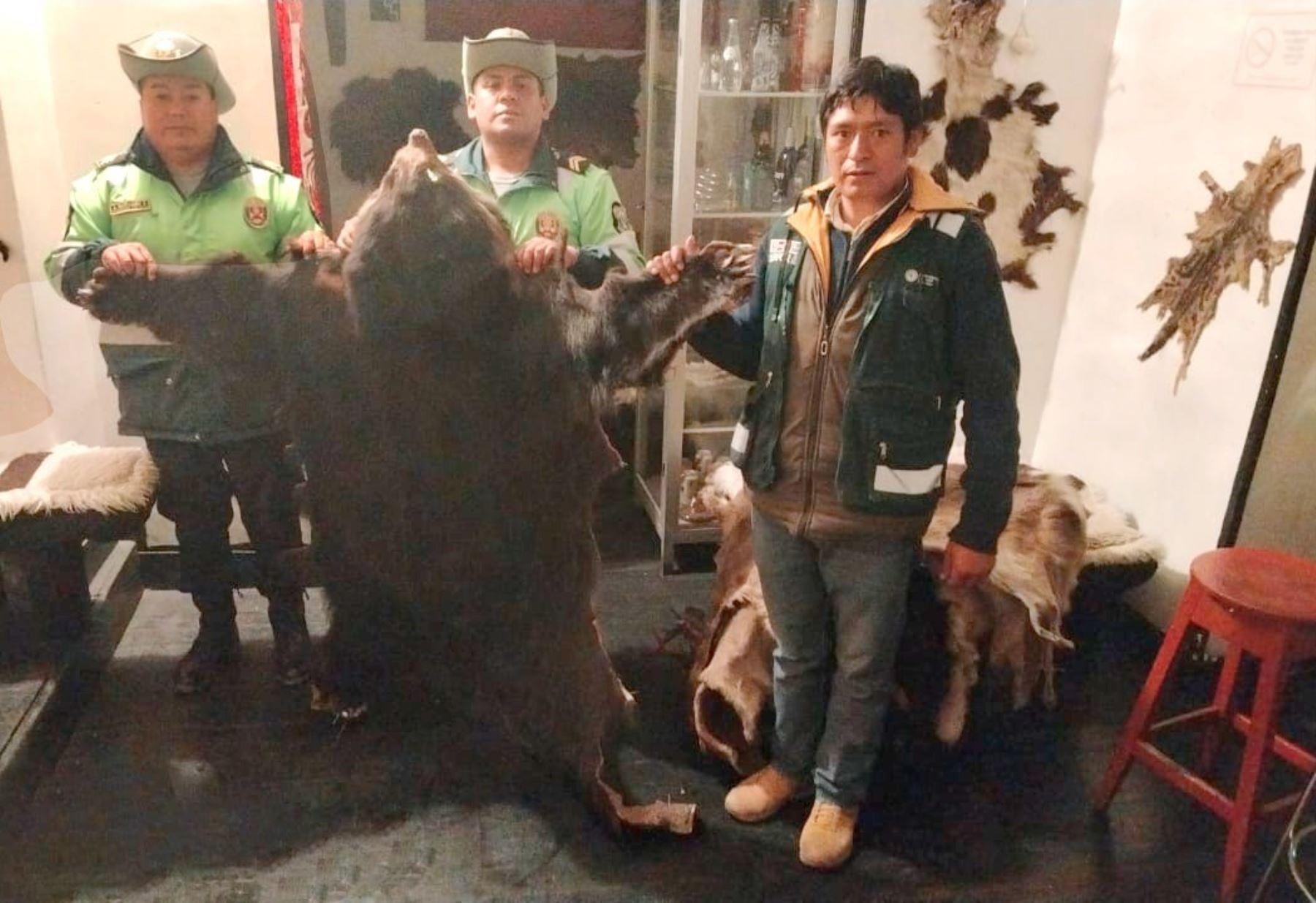 Intervienen pub por exhibir 14 pieles de animales silvestres en local