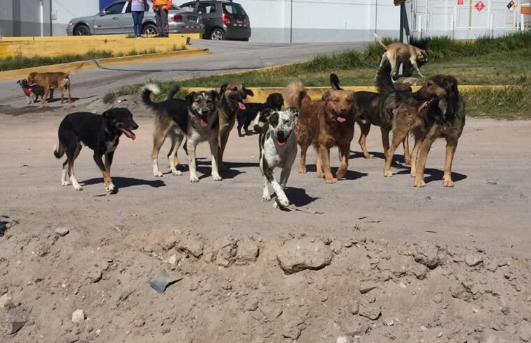 Más de cinco mil canes fueron abandonados en Arequipa