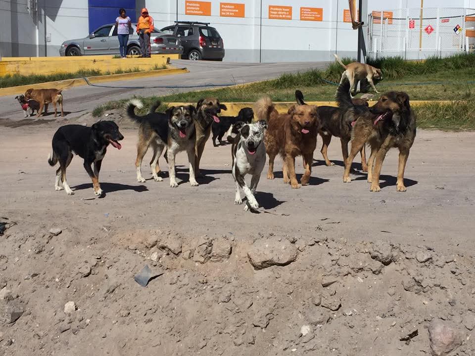 Más de cinco mil canes fueron abandonados en Arequipa