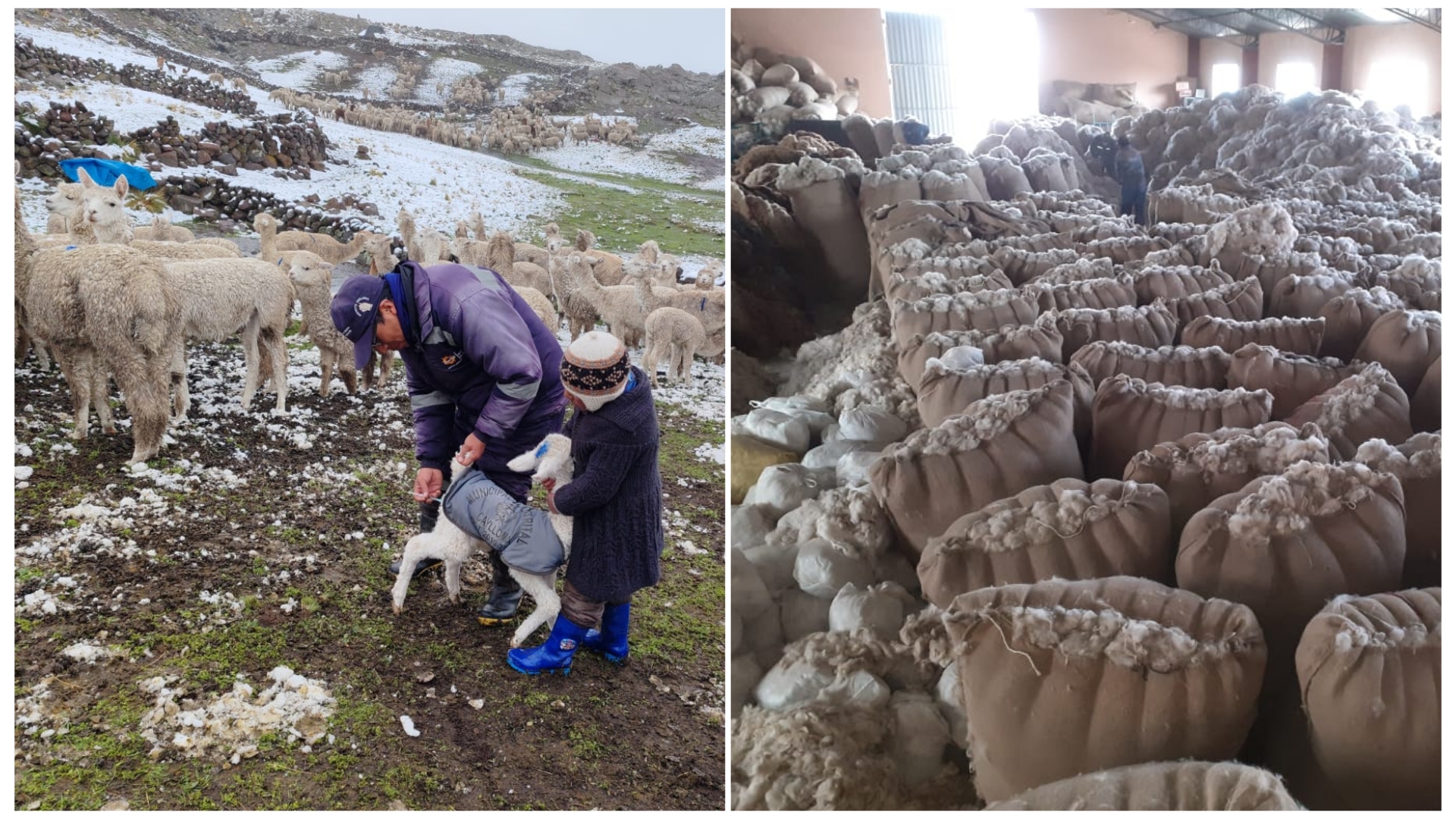 Arequipa: Alpaqueros temen la baja de una de las fibras de más alta calidad del mundo