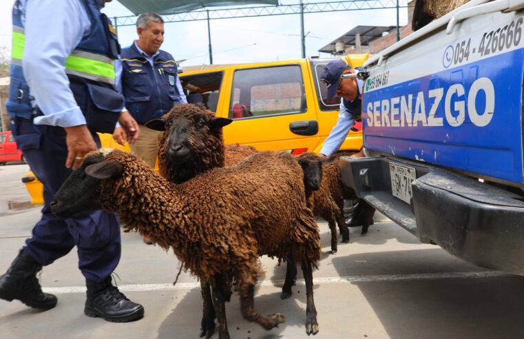Serenazgo rescata 7 corderos en Las Esmeraldas de JLByR