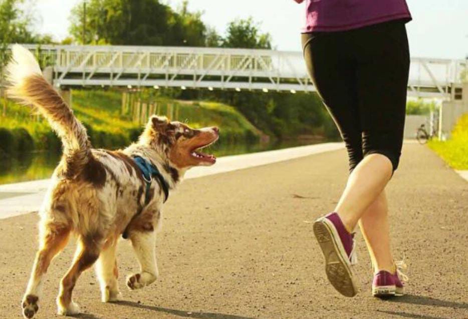 ¡Ven y corre con tu amigo de cuatro patas en “Rápidos y Peludos”!