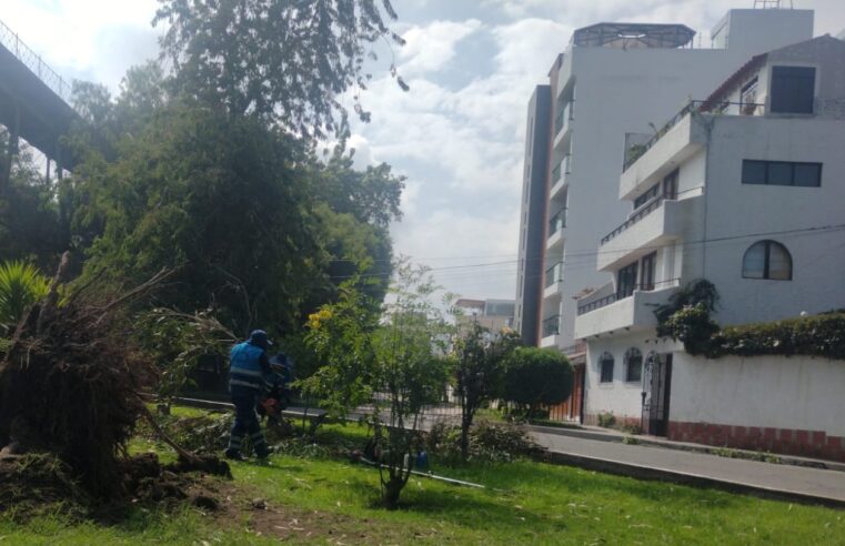 Caída de un árbol en Vallecito no generó daños personales
