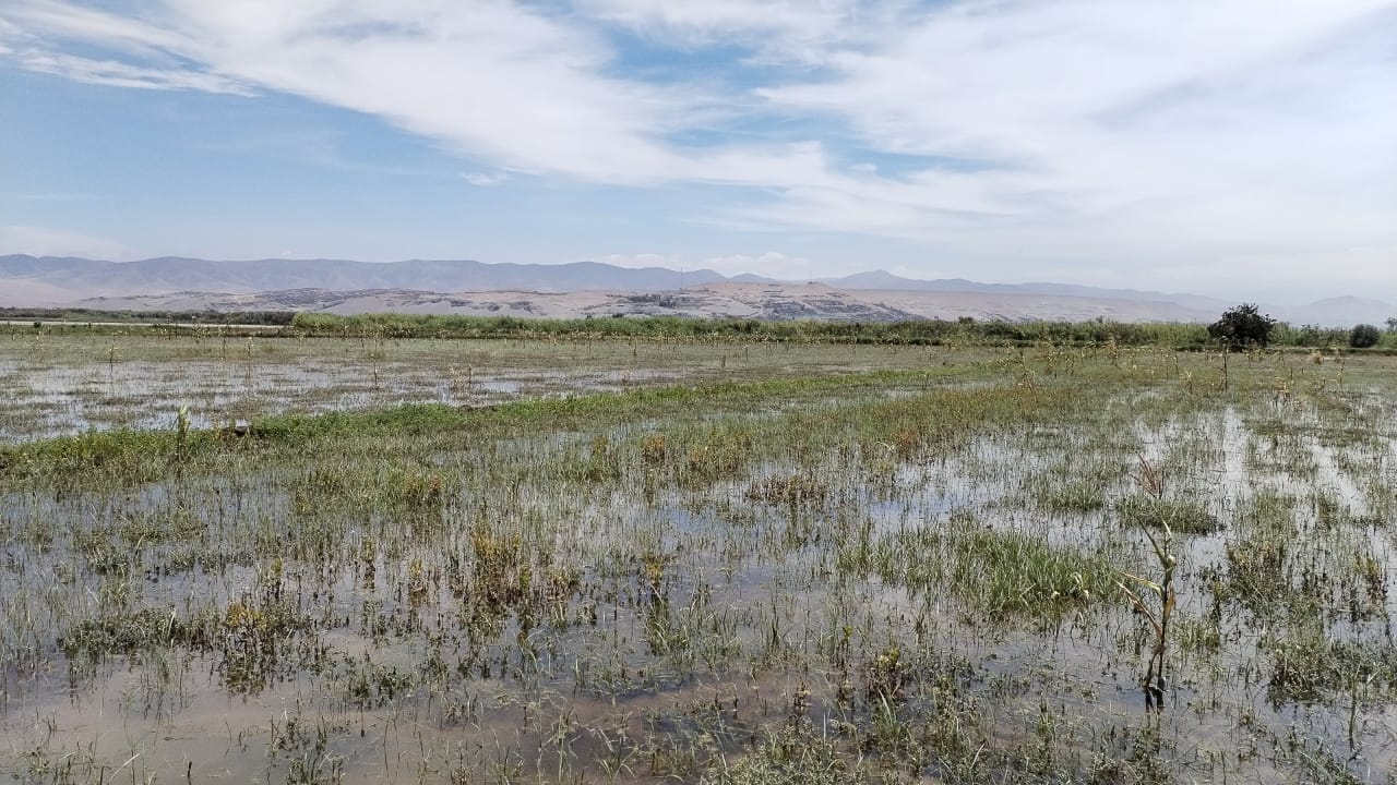 120 hectáreas de cultivos en riesgo por desborde del río Tambo