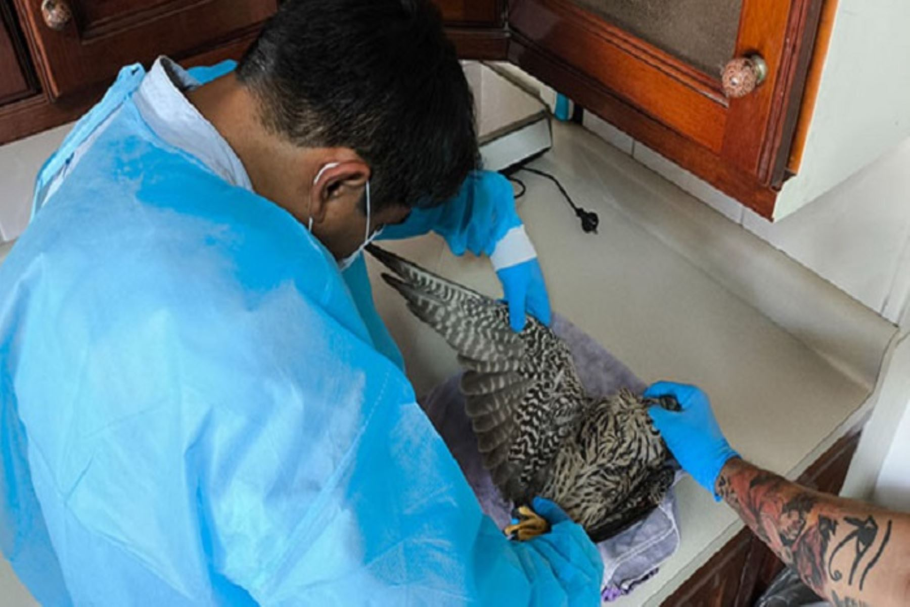 Especialistas del Serfor rescatan halcón peregrino