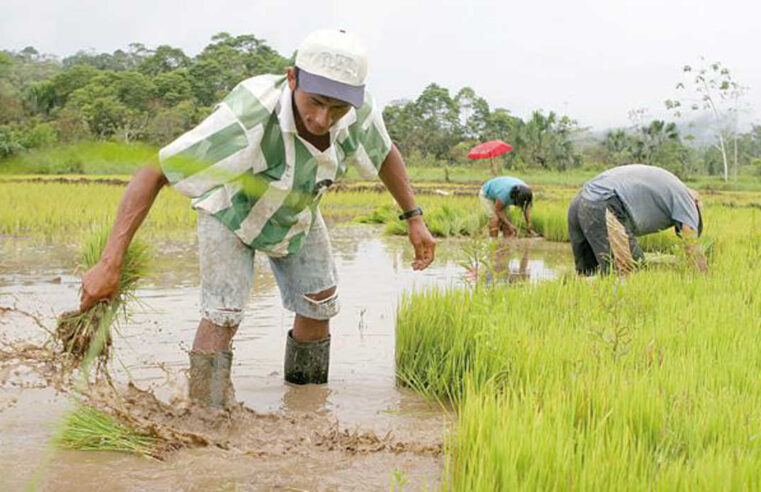 Beneficios y afectaciones por temporada de lluvias en la sierra sur y central