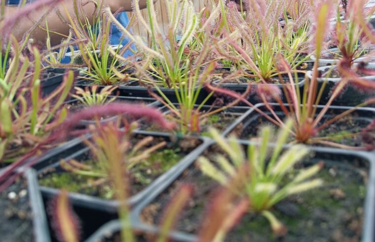 Plantas carnívoras, cazadoras exóticas que atraen más a los arequipeños