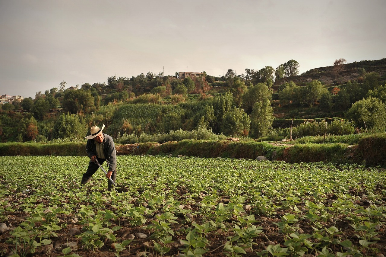 Sector agroalimentario: motor de desarrollo