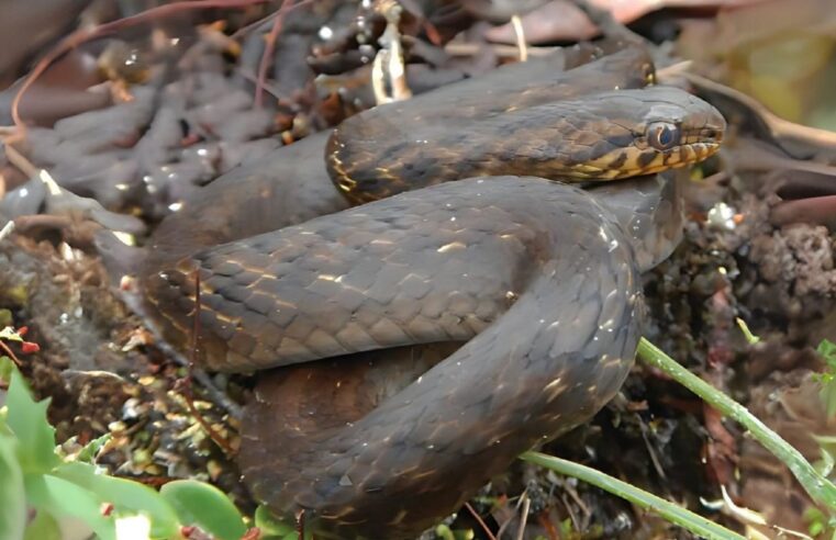 Biólogos descubren nueva especie de serpiente andina en 3 regiones