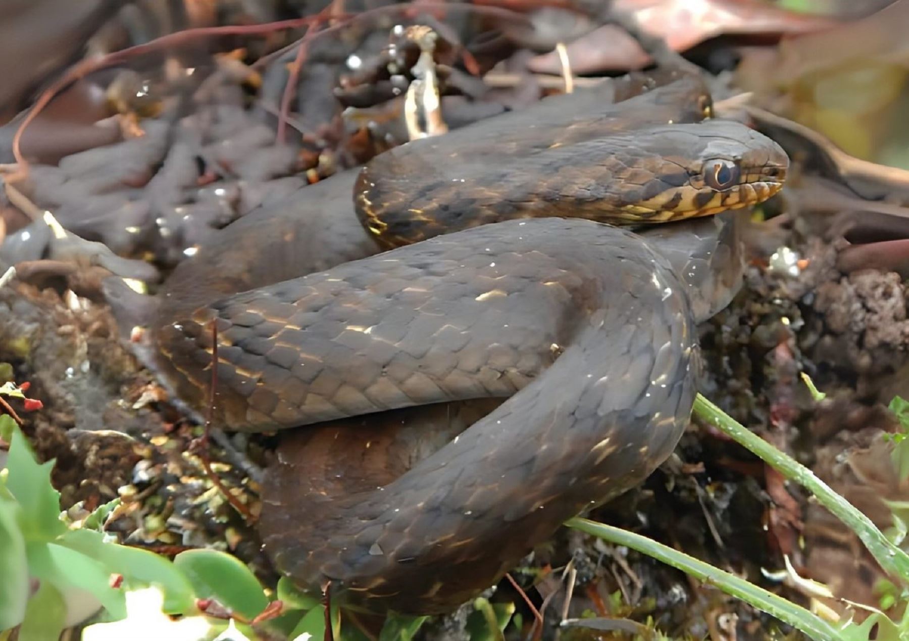 Biólogos descubren nueva especie de serpiente andina en 3 regiones
