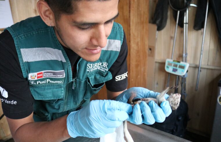 Arequipa es nuevo eje del tráfico internacional de fauna silvestre