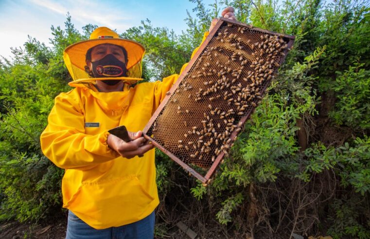 Día Mundial de las Abejas, las guardianas del ecosistema