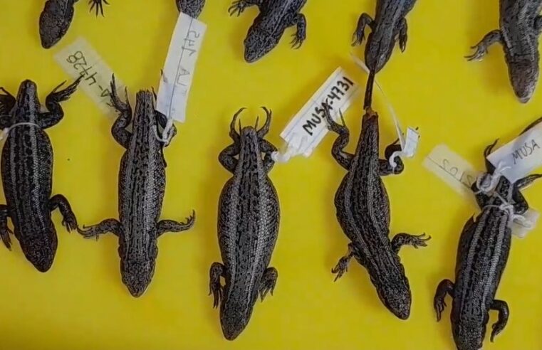 Conoce a «Liolaemus misti» la lagartija de Arequipa