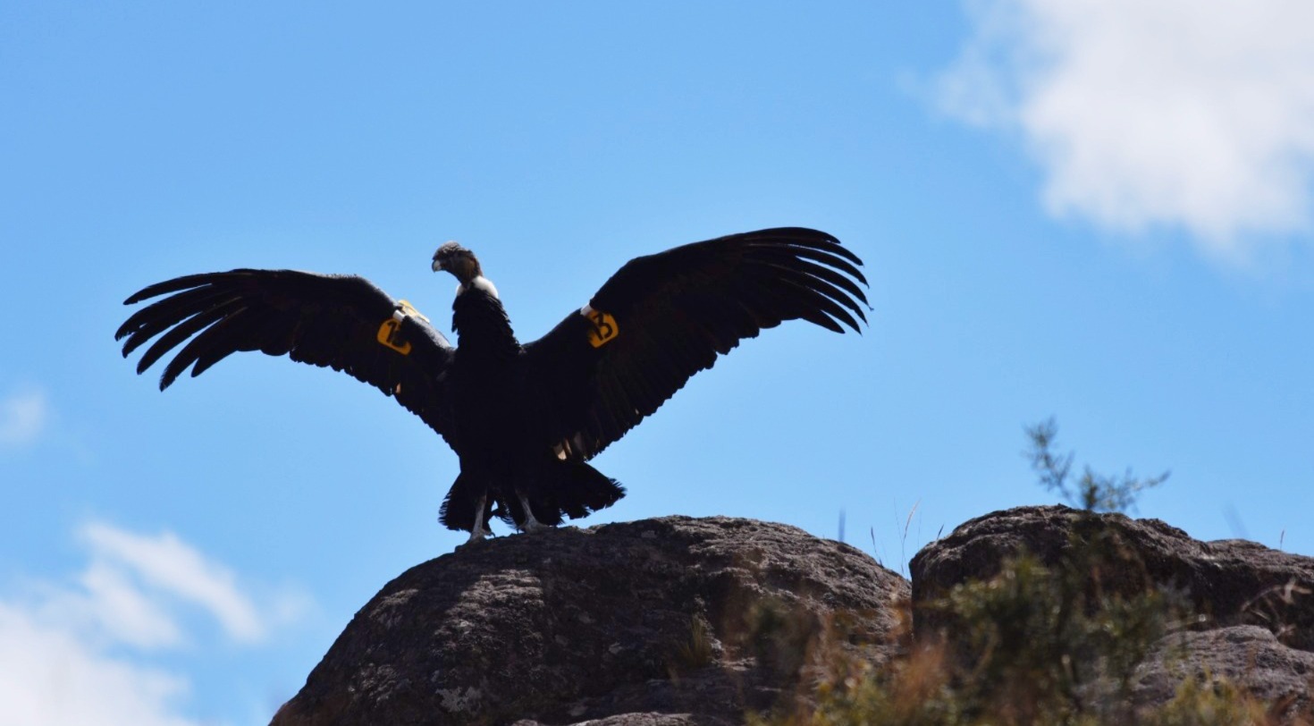 Liberan a cóndor andino rescatado con signos de envenenamiento