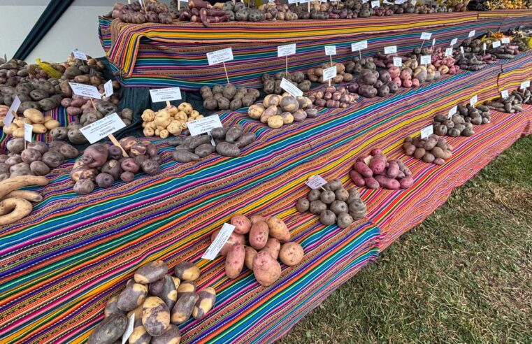 Conservan in vitro papas nativas para salvaguardar la diversidad genética