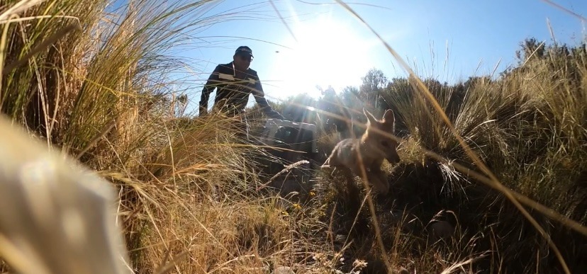 Arequipa: Zorrita rescatada retorna a su hogar