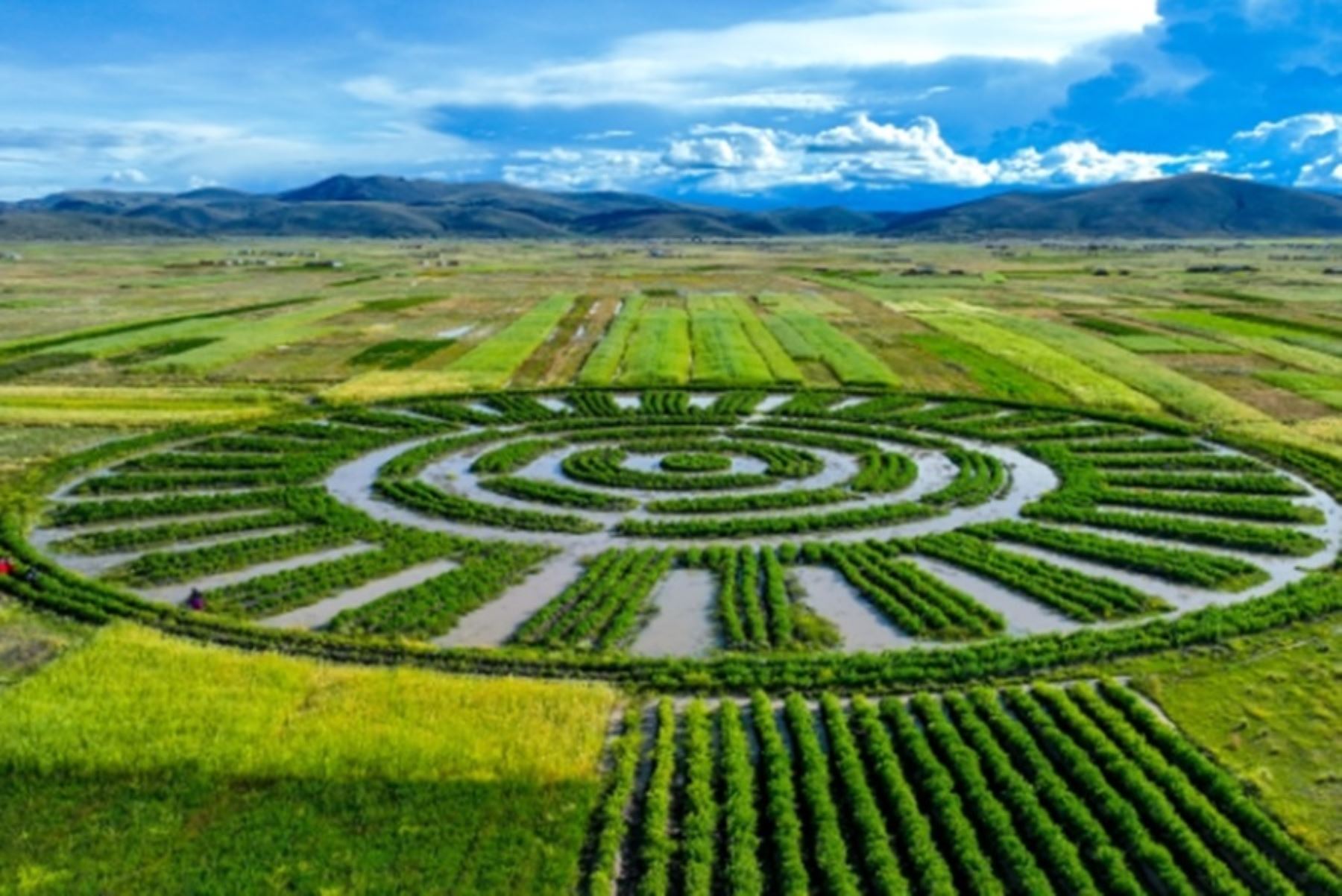 Celebran elección de waru waru para formar parte de Cultivando la Resiliencia