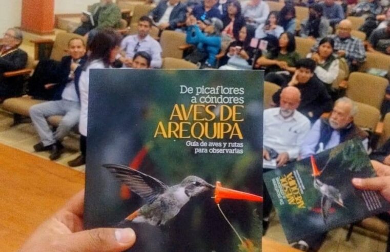 Arequipa tiene 379 especies de aves, desde picaflores hasta cóndores