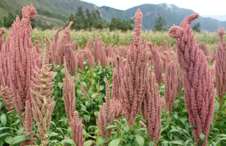 Midagri: granos andinos de alta calidad mejoran en 80 % capacidad de cosecha