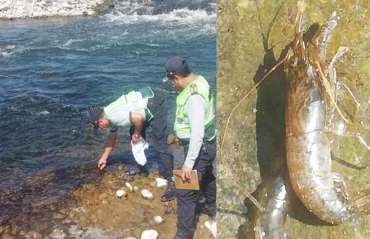 Reportan envenenamiento de larvas de camarón en río Majes