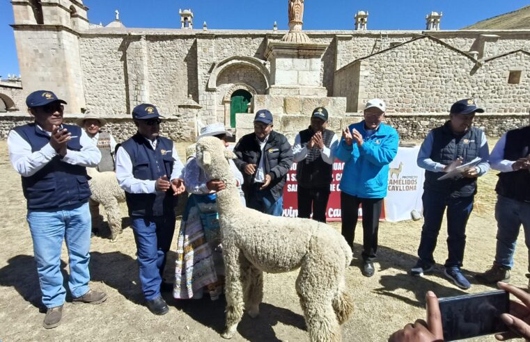 Impulsan mejoramiento genético de alpacas con 210 reproductores