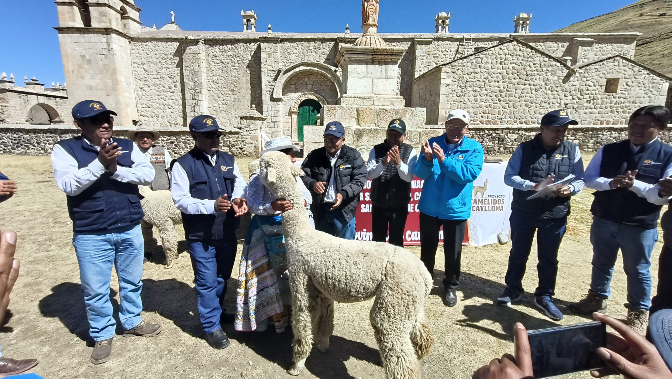 Impulsan mejoramiento genético de alpacas con 210 reproductores