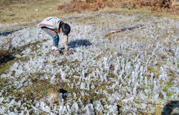 Más de 2 000 hectáreas de cultivo se pierden por intensas heladas