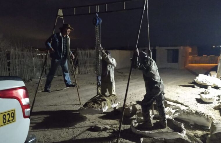 Hallazgo de fósiles podría revolucionar teorías sobre evolución de los cetáceos