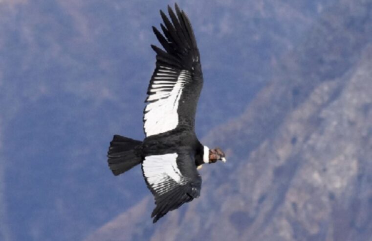 Ayer fue el Día Mundial del Cóndor Andino