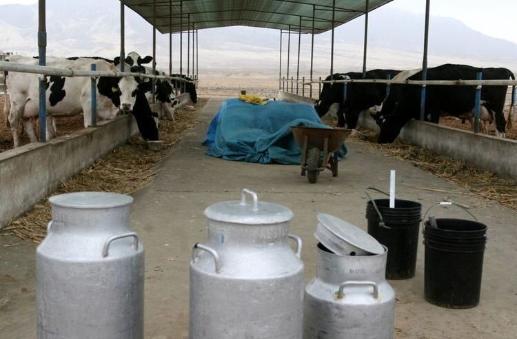 Ganaderos se verán obligados a botar 700 mil litros de leche fresca