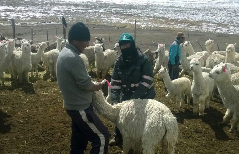 Unos 75 000 camélidos en riesgo por temporada de heladas y nieve