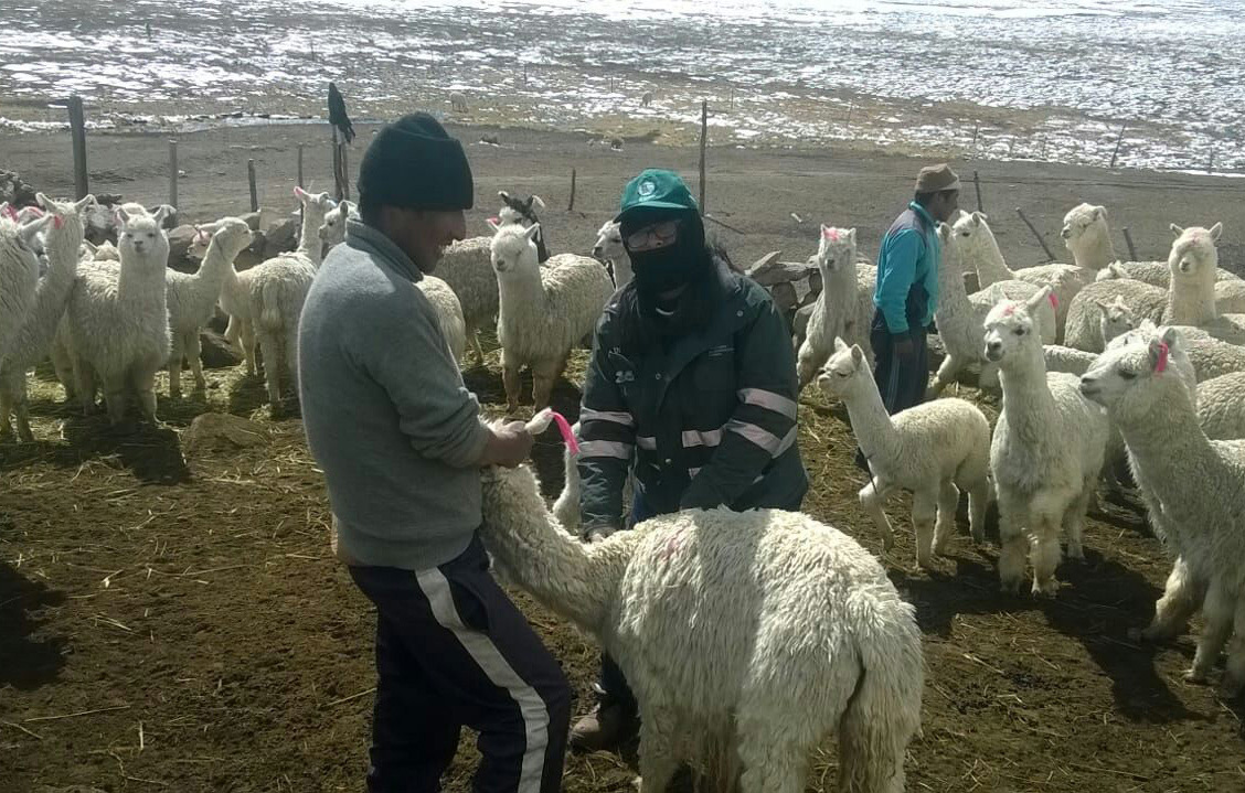 Unos 75 000 camélidos en riesgo por temporada de heladas y nieve