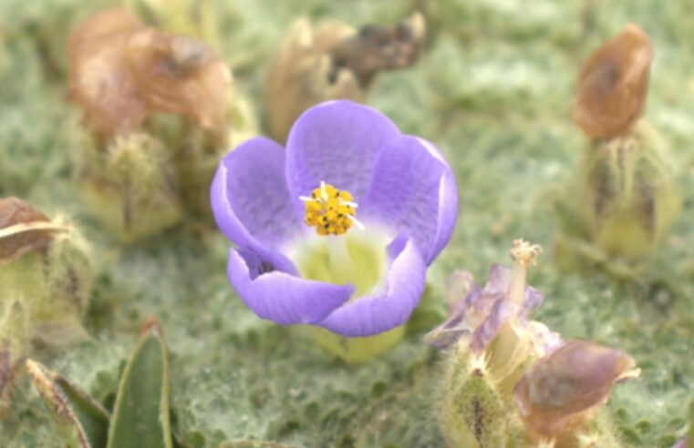 Descubren nuevas especies vegetales en los Andes central y sur del país