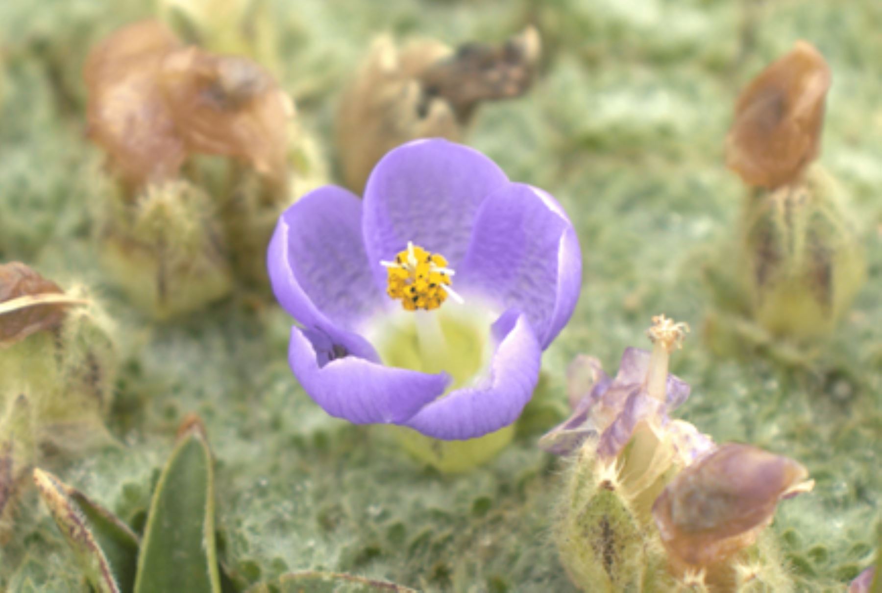 Descubren nuevas especies vegetales en los Andes central y sur del país