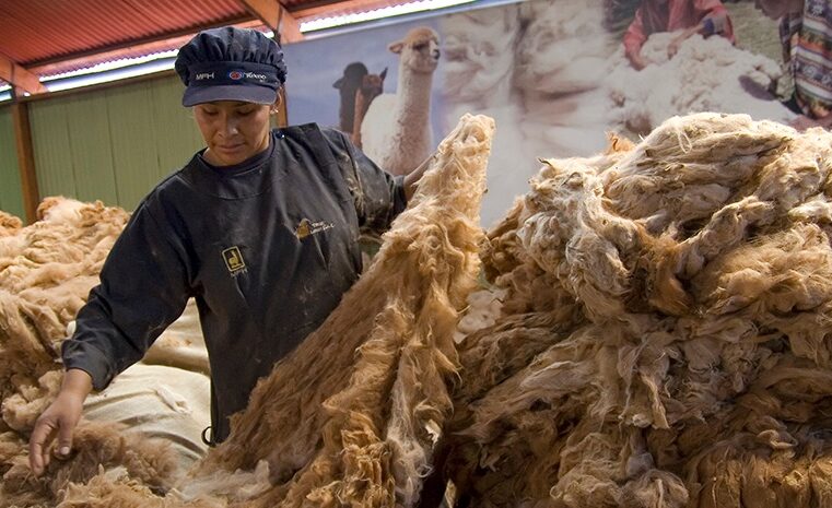 Fibra de vicuña en Arequipa, el oro suave de los Andes