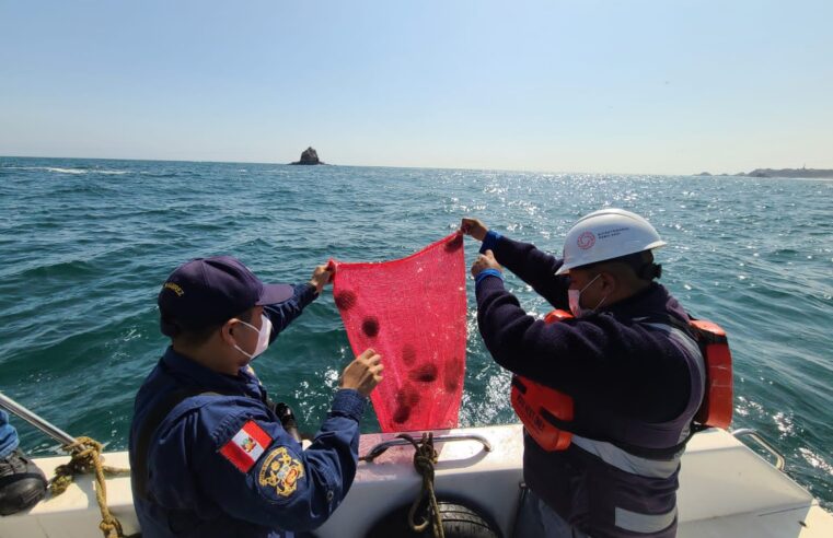 Pescadores de Cháparra denuncian pesca indiscriminada de erizo de mar