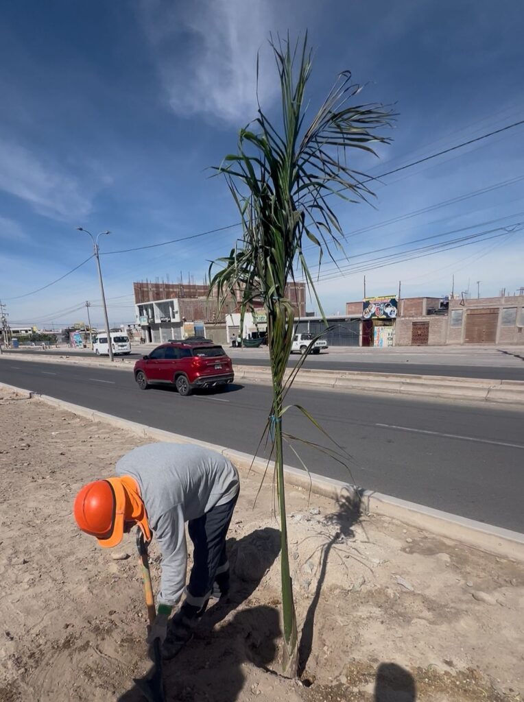 Se secan palmeras de S/600 en Majes tras irregularidades en compra y siembra