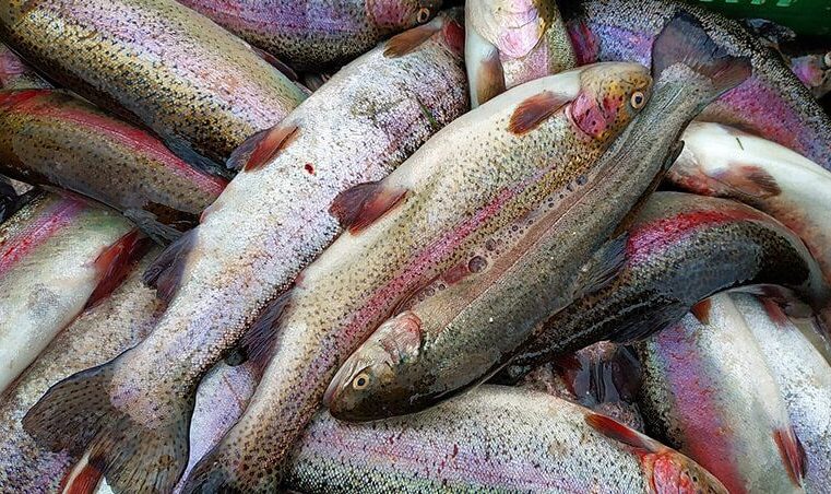 Festival de la Trucha regresa a Cayma con su segunda edición